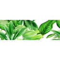 Dekor Garden Tropic A 75x25 Ceramica Bianca Dekor Garden Tropic A 75x25 Ceramica Bianca